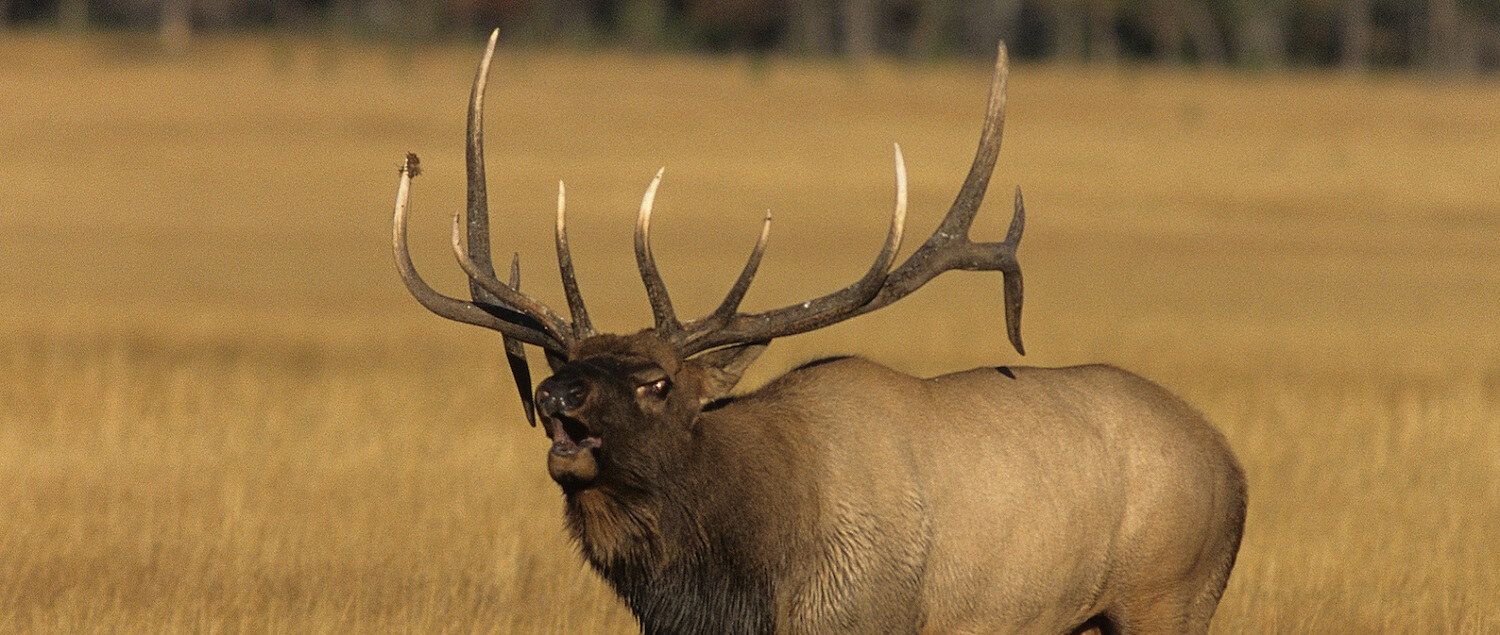 Who's Ready For September Bugles? Rocky Mountain Elk Foundation