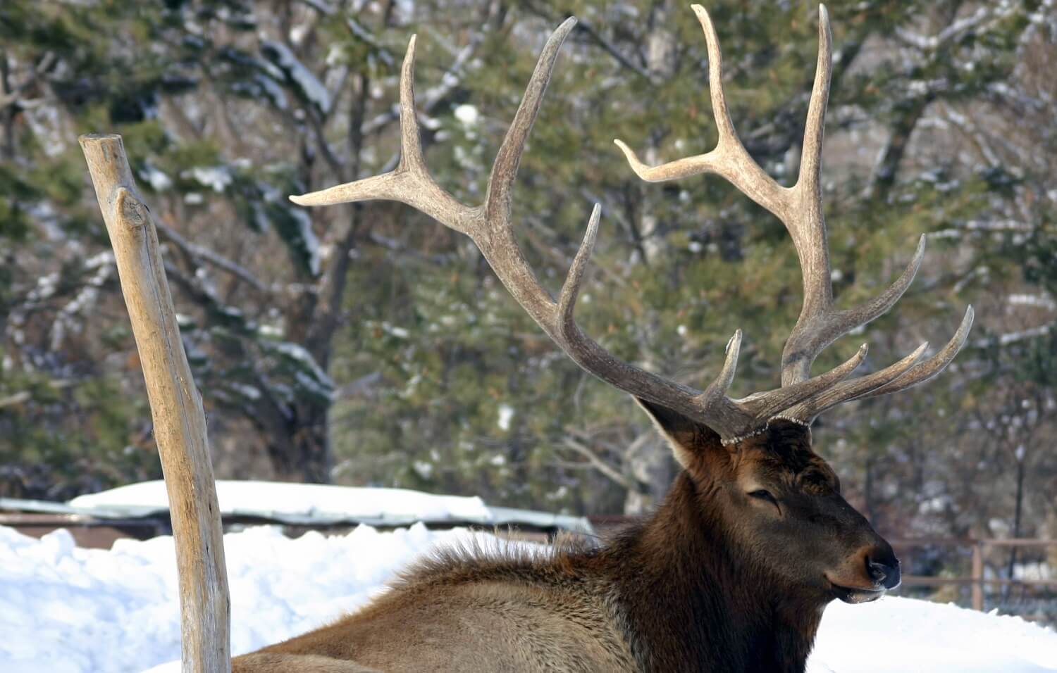 Where do bulls go after the rut? | RMEF Media | Rocky Mountain Elk ...
