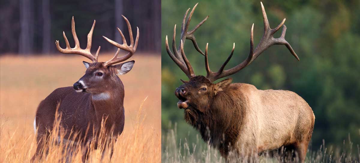 Venison or Elk: The War Rages On | Rocky Mountain Elk Foundation