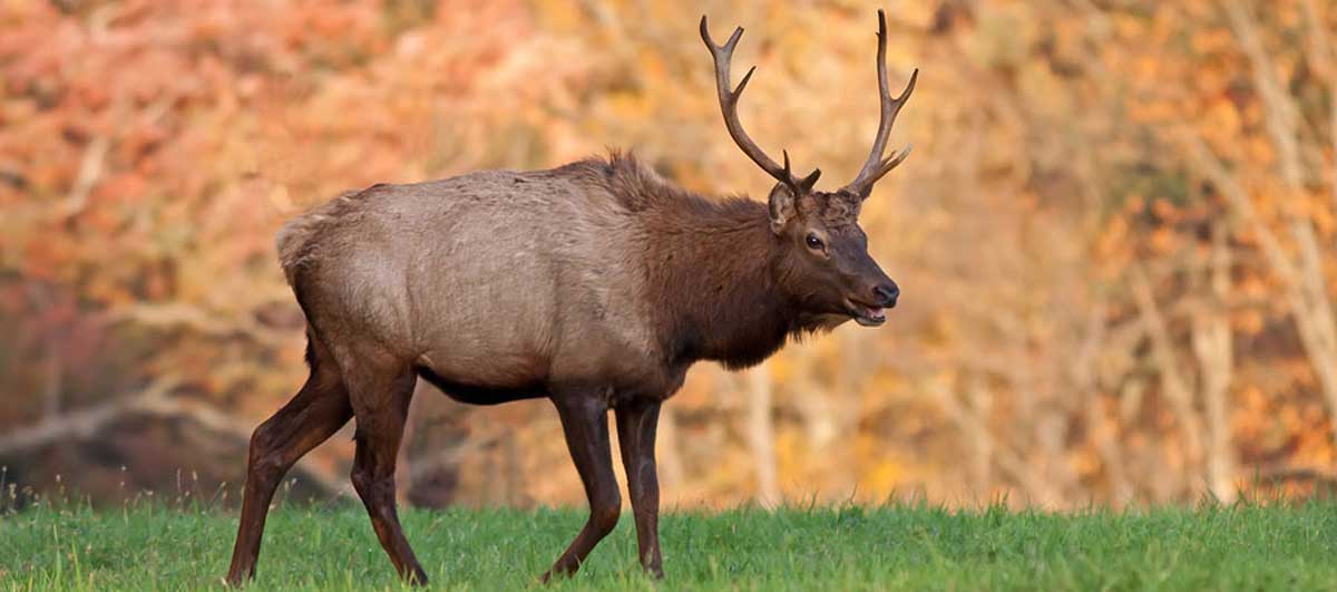 Oklahoma Elk