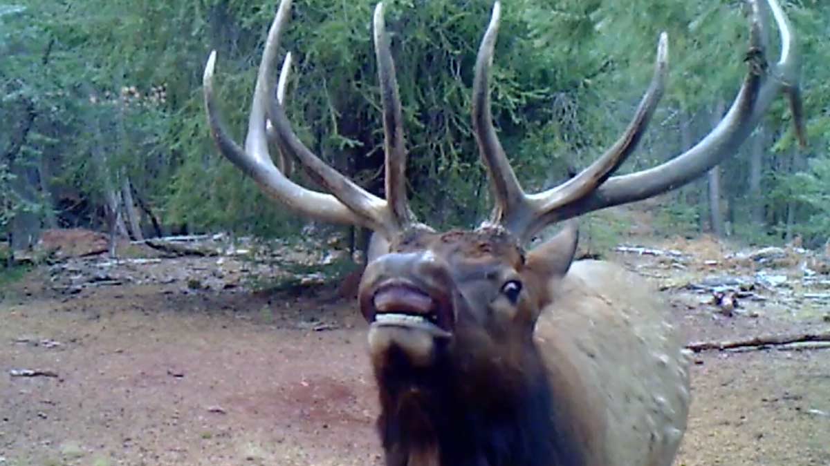 Bet You've Never Heard An Elk Make This Sound.... Rocky Mountain Elk Foundation
