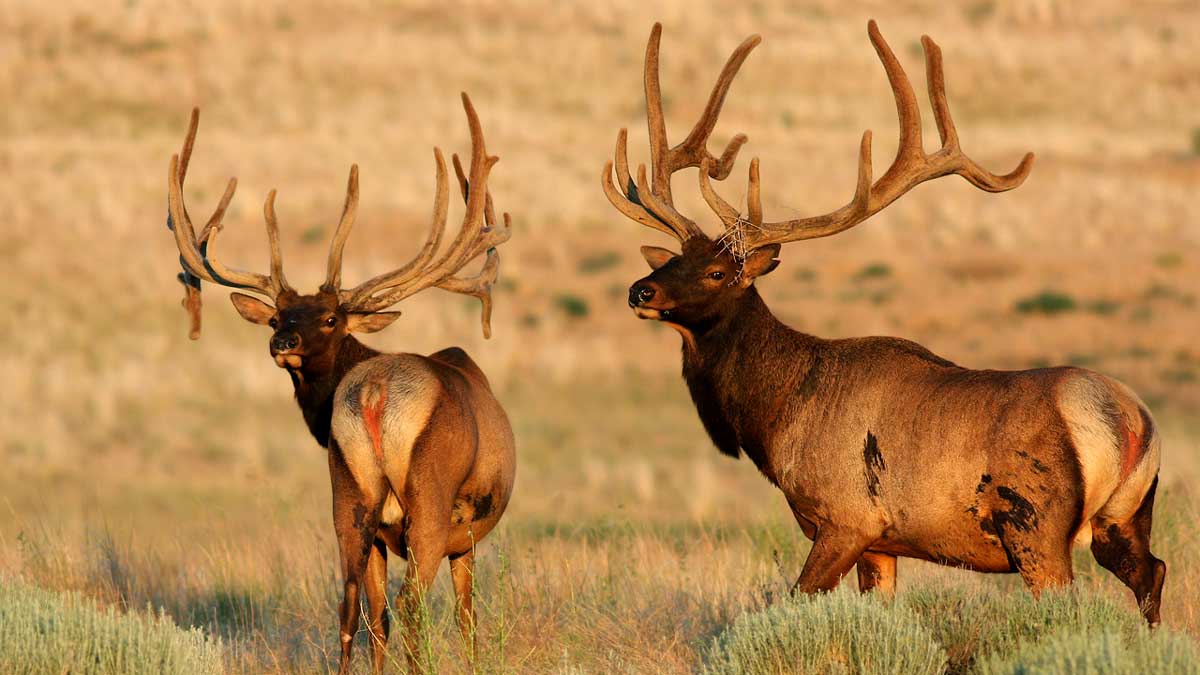 What's the difference between red deer and elk? | Rocky Mountain Elk  Foundation
