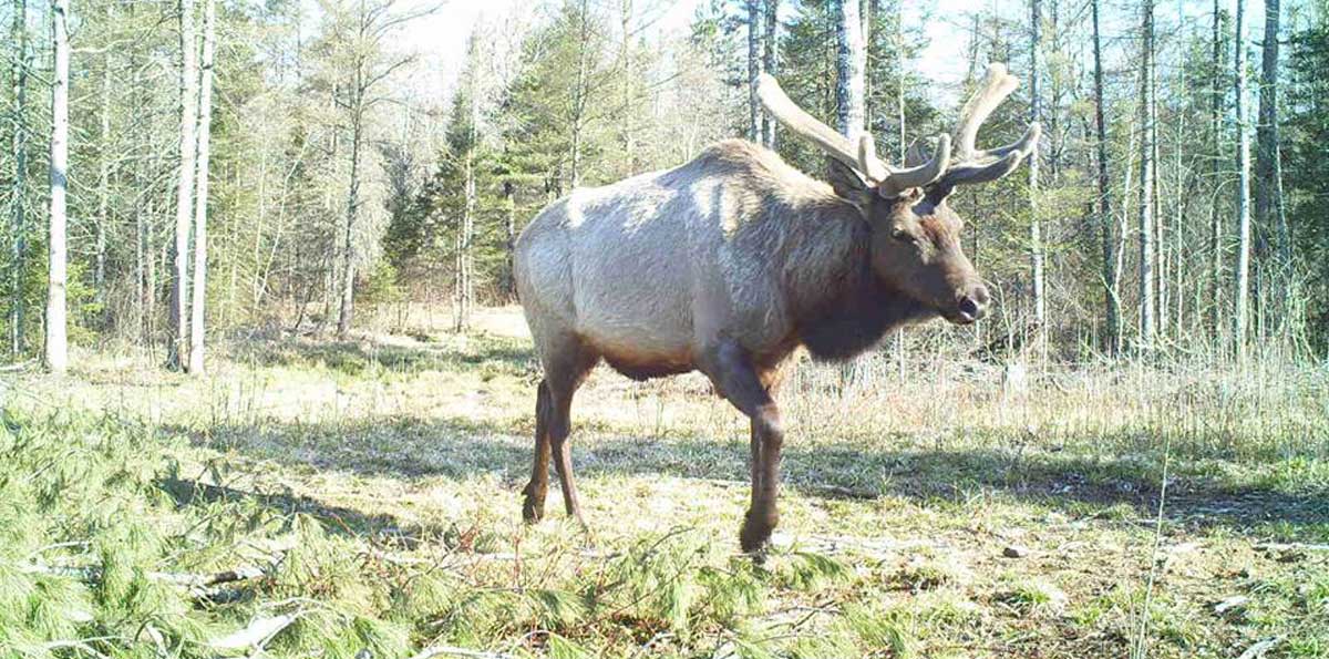 Application Period for Inaugural Wisconsin Elk Hunt May 1st | RMEF ...