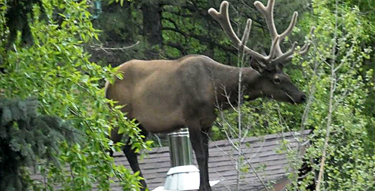 Bull Elk Spotted ‘Up On the Roof’ | RMEF Media | Rocky Mountain Elk ...