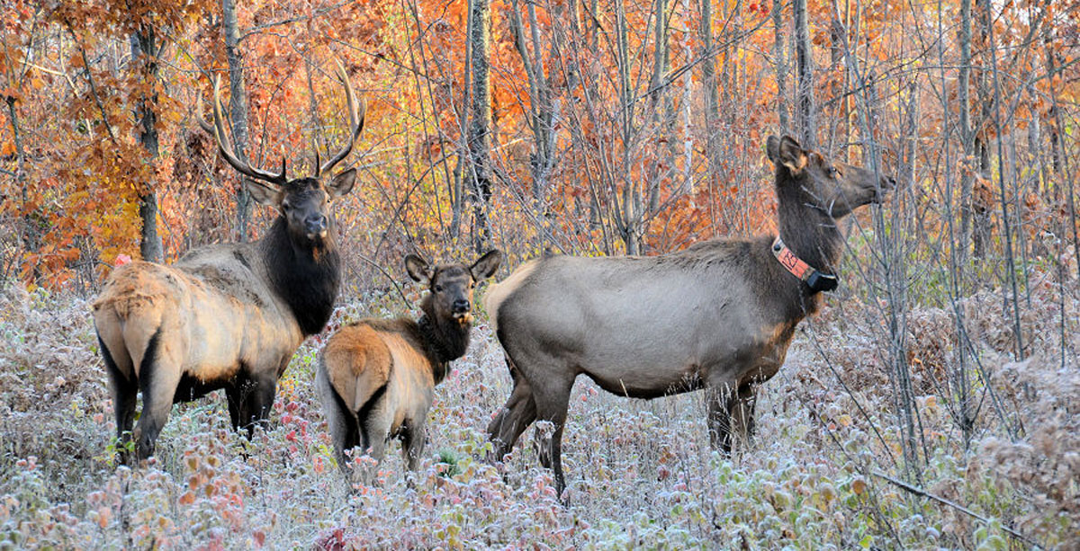 Sixty Elk Released into Wisconsin | RMEF Media | Rocky Mountain Elk ...