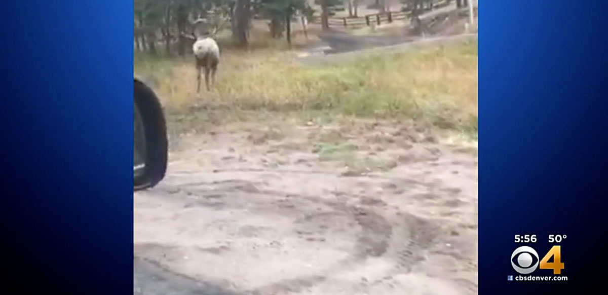 Video: Bull Elk Gouges Car | Rocky Mountain Elk Foundation