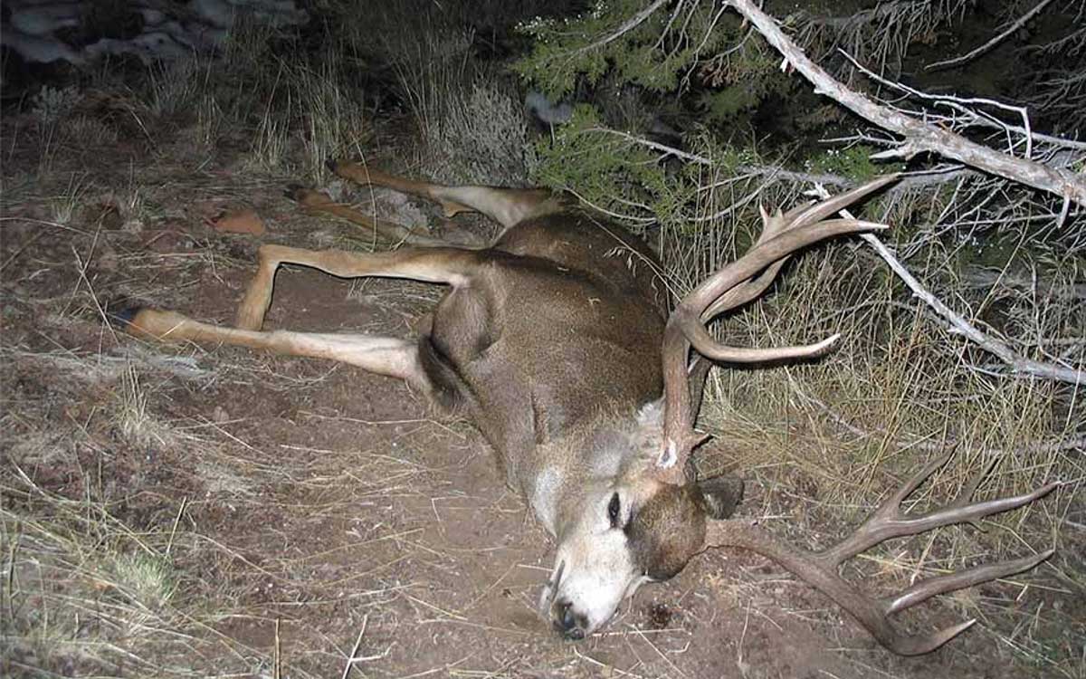 1,050 Animals Poached in Utah in 2019 | Rocky Mountain Elk Foundation