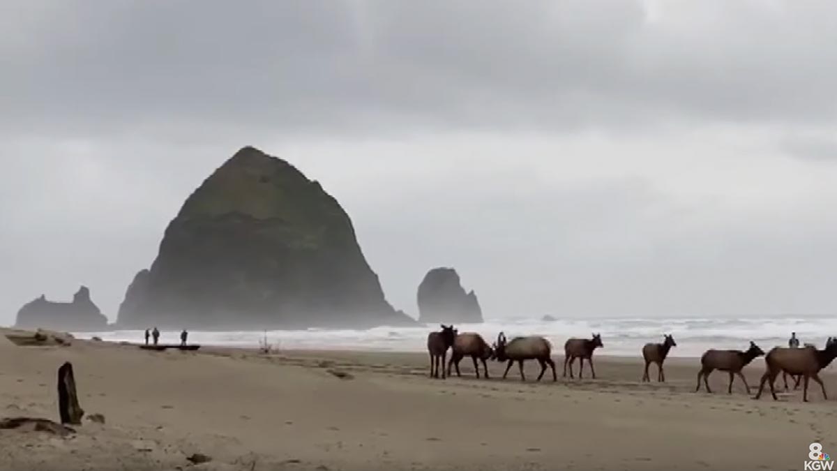 Watch Elk Frolic on Oregon Coast Beach Rocky Mountain Elk Foundation