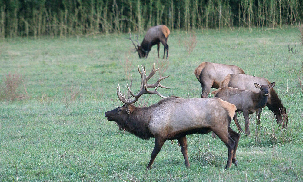 Quota Approved for 2020 Wisconsin Elk Hunt | RMEF Media | Rocky ...