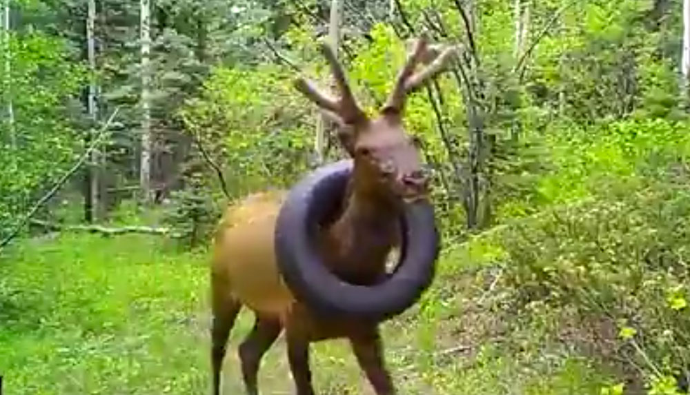 Watch: Bull Elk Wearing Full-Sized Tire around Neck Caught on Video ...