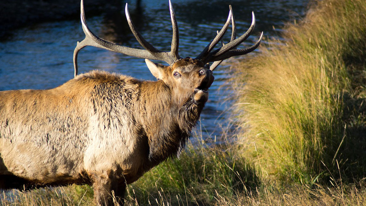 Applications Open June 5 for Colorado’s New Secondary Big Game Draw