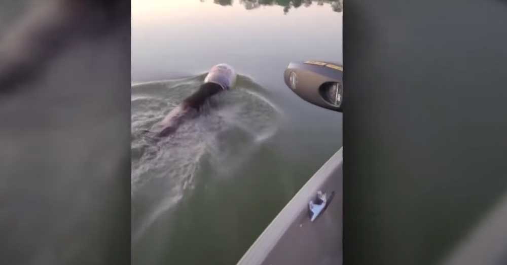 Wisconsin Family Pulls Plastic Jug Stuck from Swimming Bear’s Head(02)