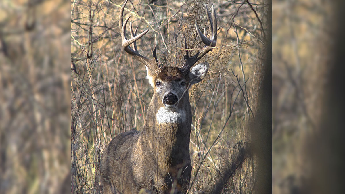 Idaho Releases 2020 Elk, Deer Hunting Outlook Rocky Mountain Elk Foundation pic
