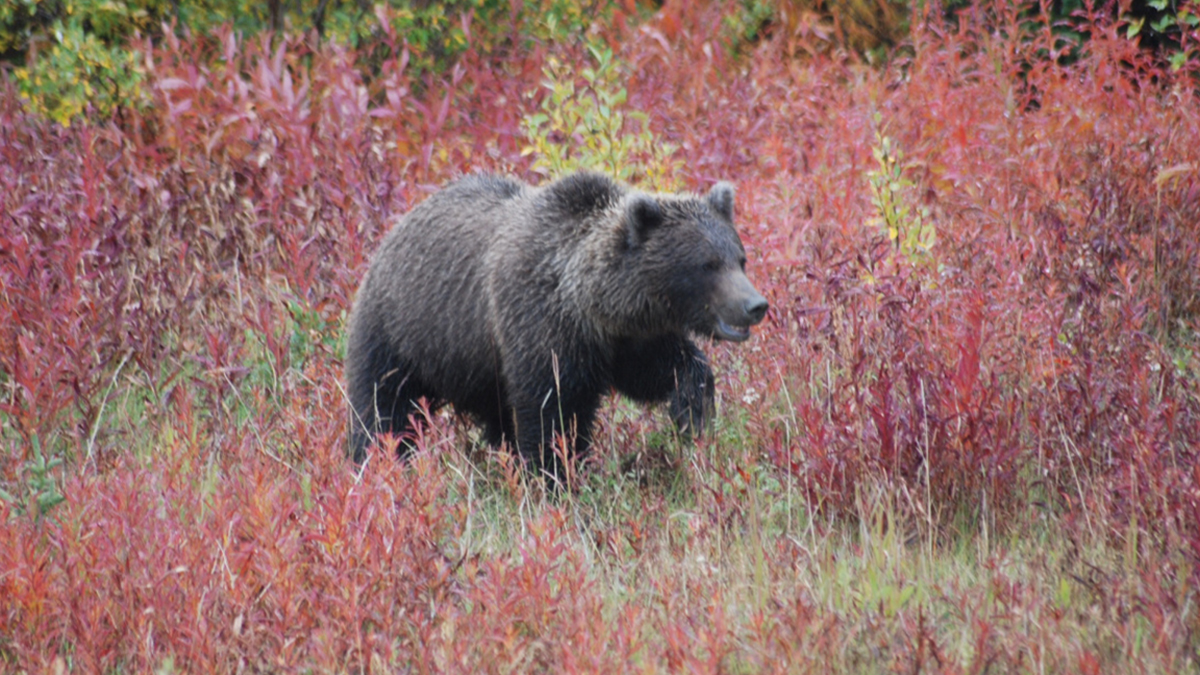 Idaho Hunters Use Pepper Spray to Survive Grizzly Attack Rocky Mountain Elk Foundation