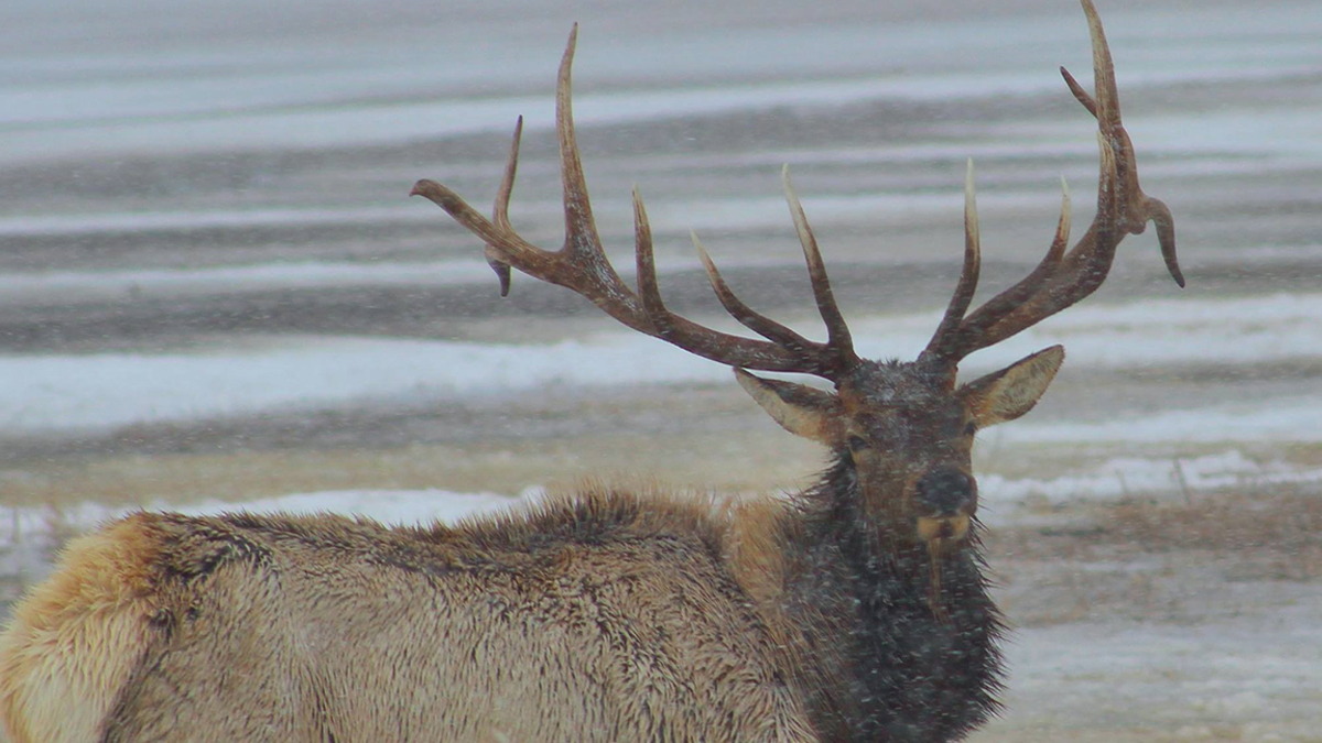 How to Apply for Alternate Elk Hunts on National Elk Refuge | RMEF ...