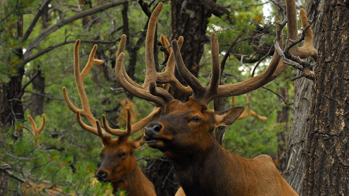 Arizona to Consider Amendments to 2021 Elk Hunts | RMEF Media | Rocky ...