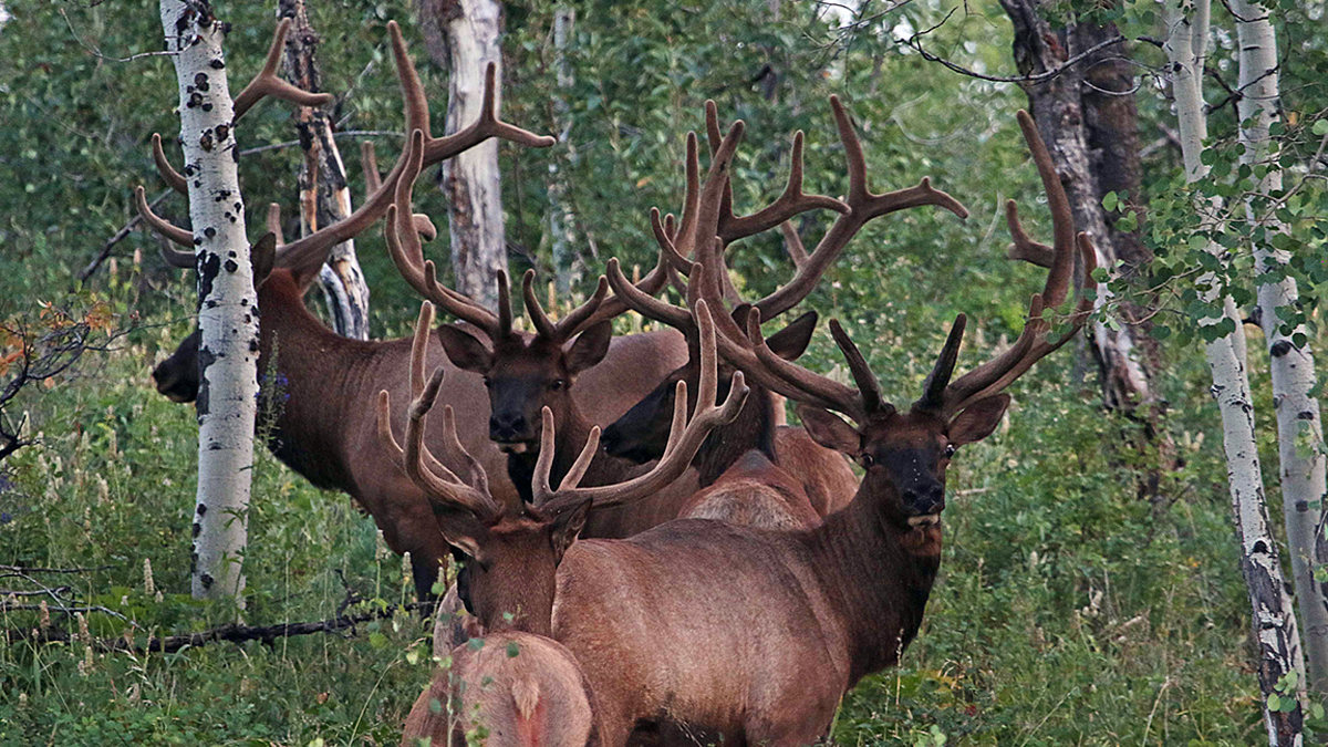 Utah Announces Changes for 2021 Elk Hunt Quotas Rocky Mountain Elk Foundation