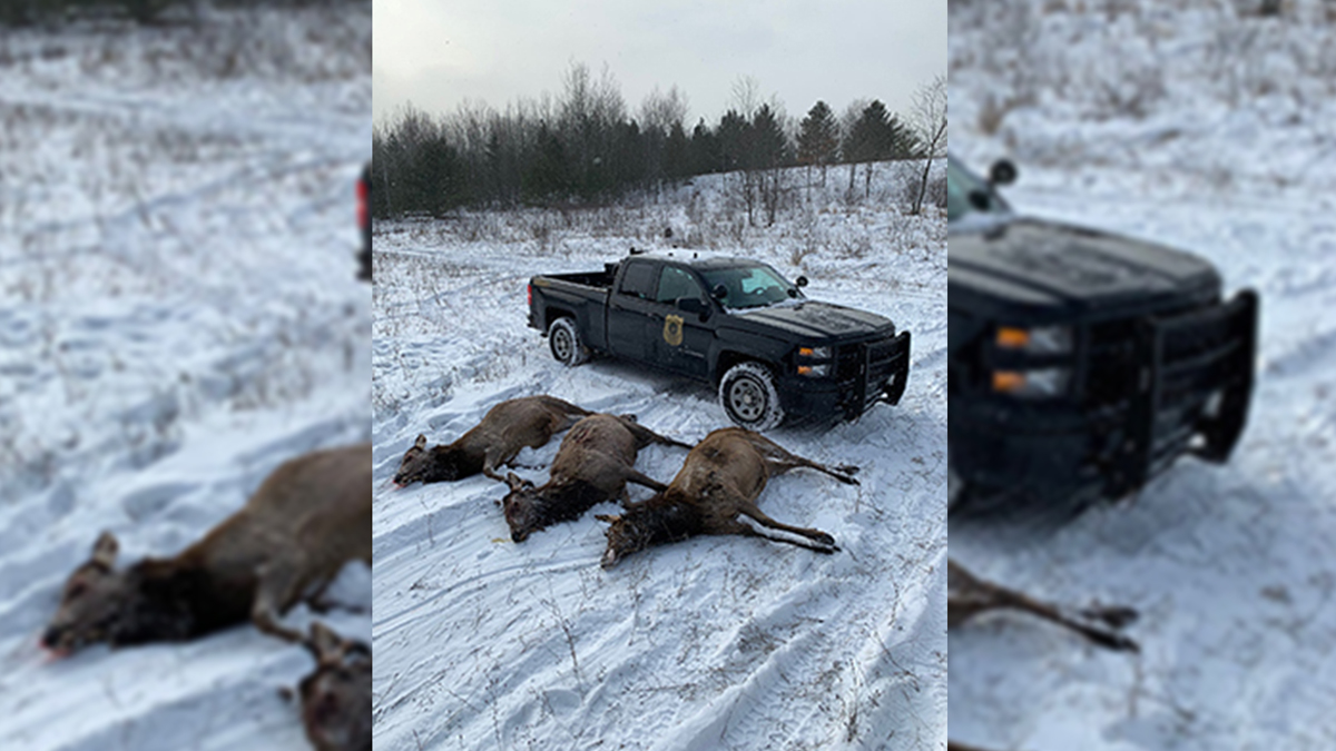 Three Men Arraigned in Michigan Elk Poaching Case Rocky Mountain Elk