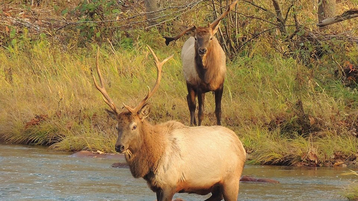 Pennsylvania Mulls Changes to Elk Hunt Regulations Rocky Mountain Elk Foundation