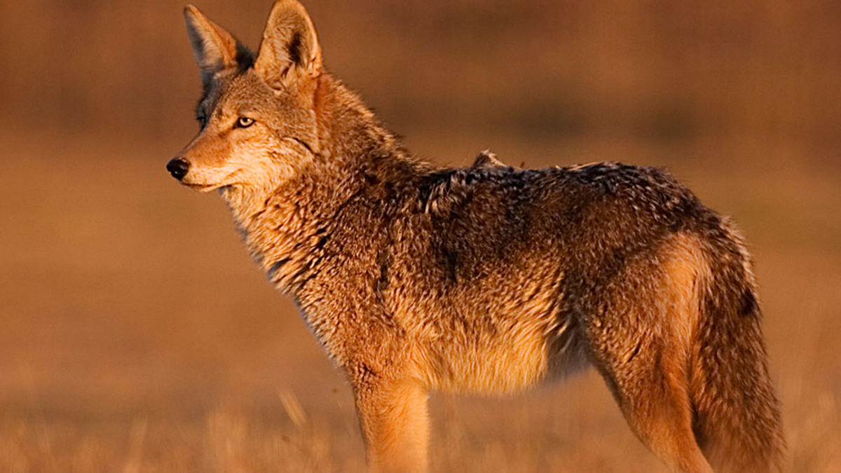 New Mexico Passes Controversial Ban on Public Lands Trapping Rocky