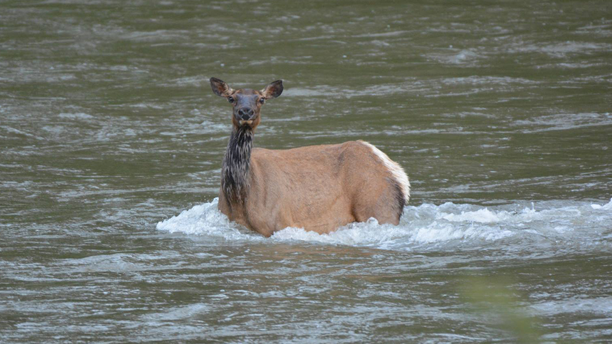Montana to Hold Hearing about Use of Elk, Deer Urine, Glandular Scents