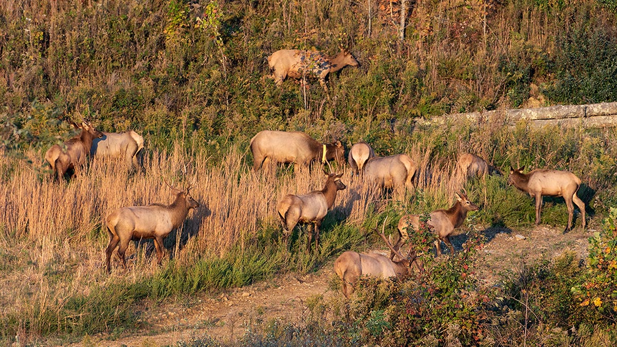 How to exchange an elk tag online