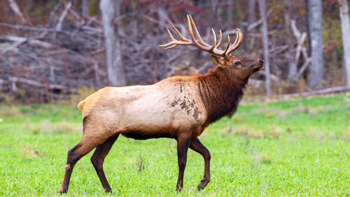 Missouri Announces Names for Second Elk Hunt Rocky Mountain Elk