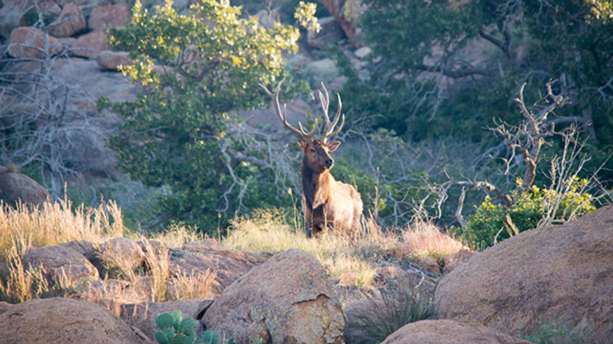Oklahoma Elk Tag Raffle Benefits Wildlife Management Rocky Mountain