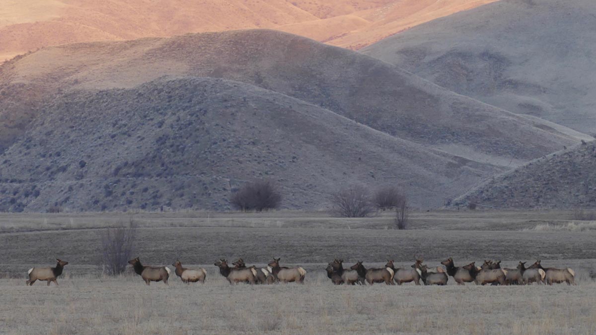 The Lowdown on Idahos 2021 Elk, Deer Hunting Seasons Rocky Mountain Elk Foundation