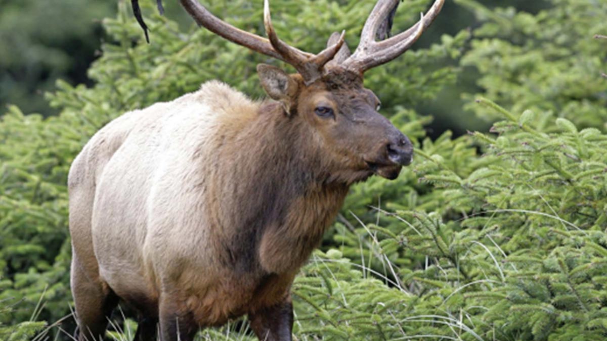 RMEF-U.S. Forest Service Partnership Good for Conservation | RMEF Media ...