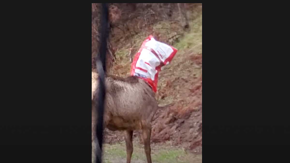 Man Removes Bag from Elk’s Head Rocky Mountain Elk Foundation