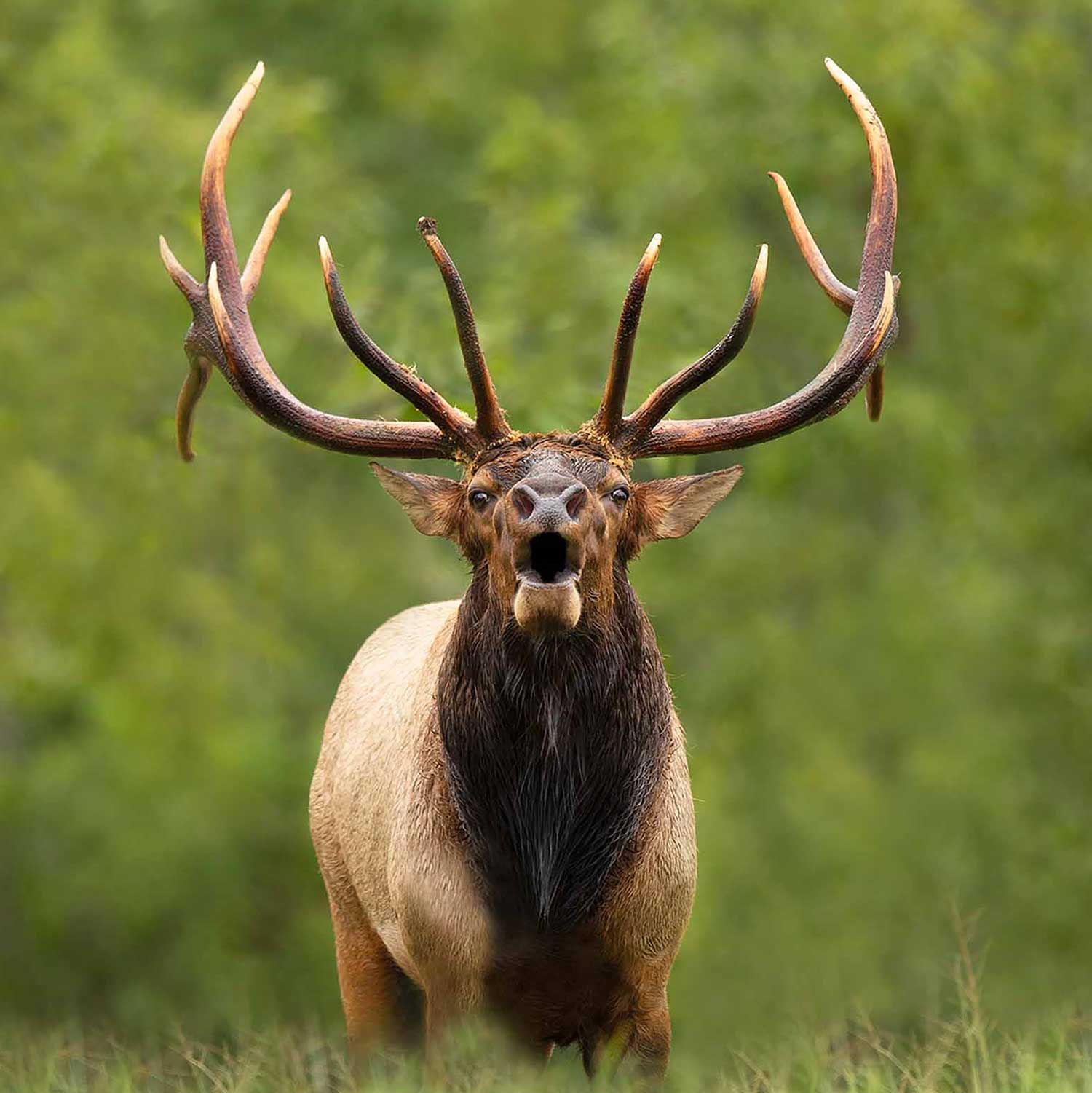 RMEF Awarded First-Ever Virginia Elk Conservation Tag | Rocky Mountain Elk  Foundation