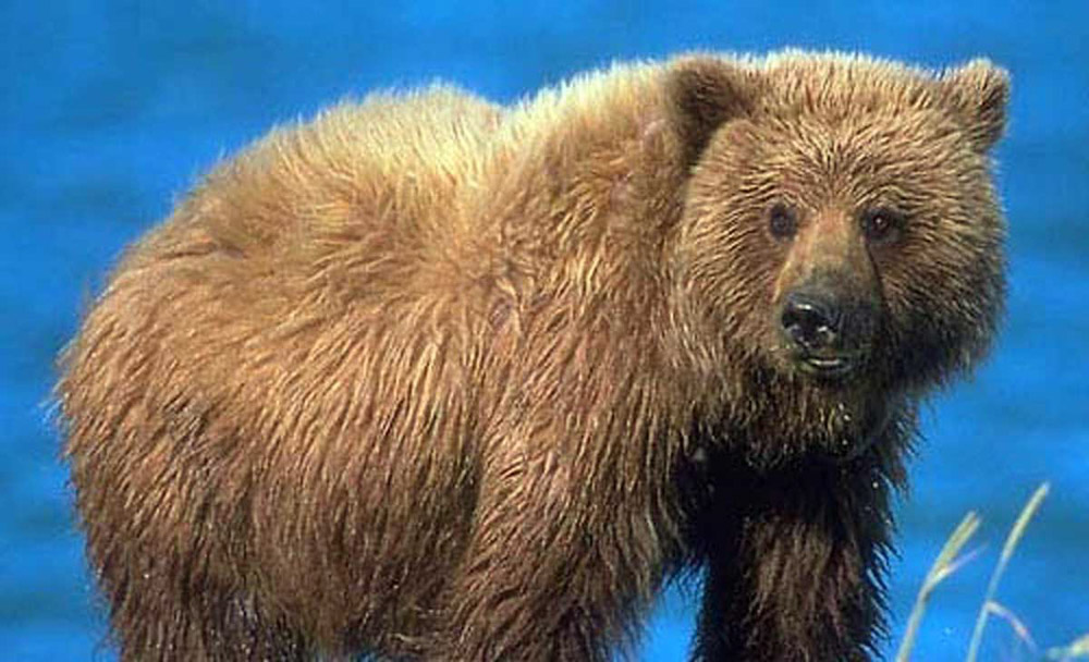 Idaho Hunters Shoot Grizzly in SelfDefense Rocky Mountain Elk Foundation