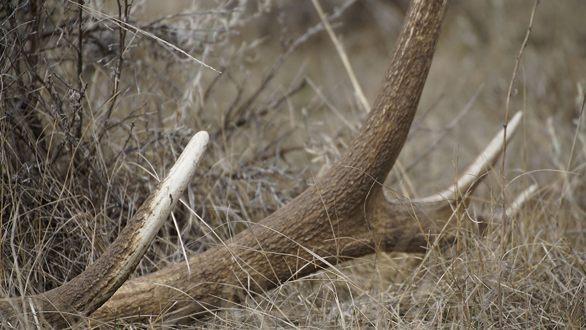 Shed hunting: What it takes to catch antler thieves