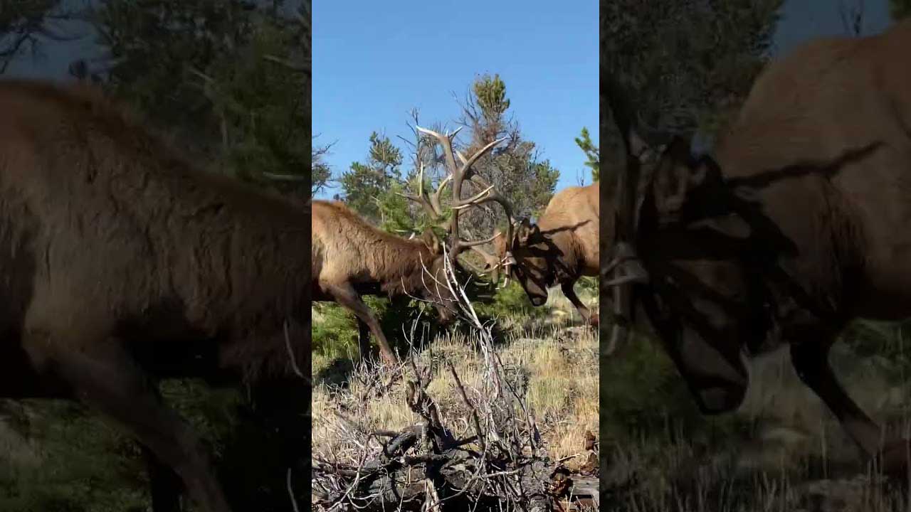 Wyoming Bowhunters Have Oh So Close Front Row Seat to Bull Elk Duel ...