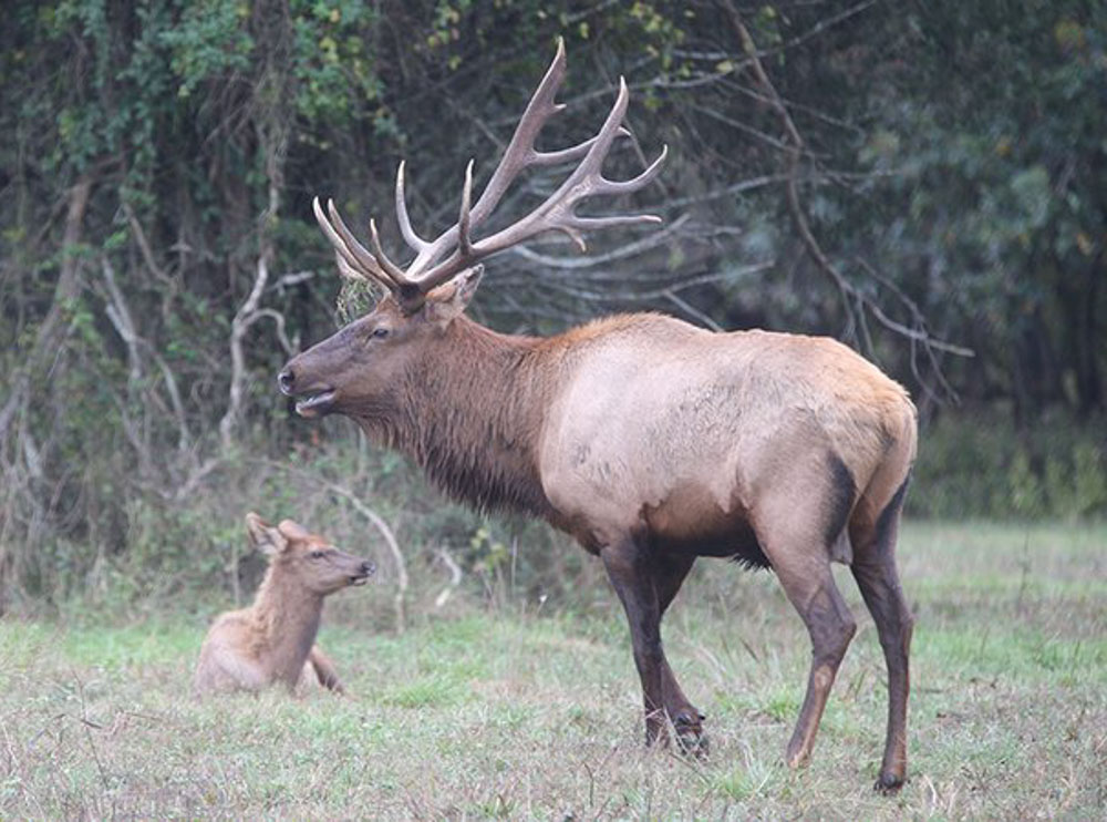 Arkansas Hunters Take 26 Elk in 2022 Hunt Rocky Mountain Elk Foundation