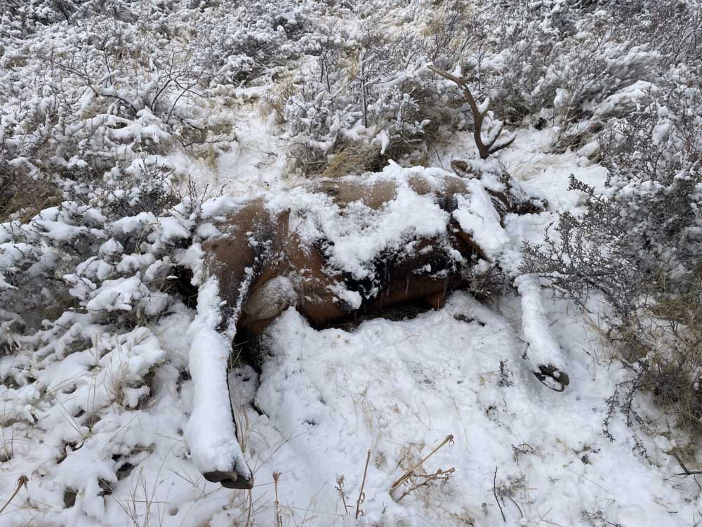 Help Solve Two Idaho Elk Poaching Cases Rocky Mountain Elk Foundation