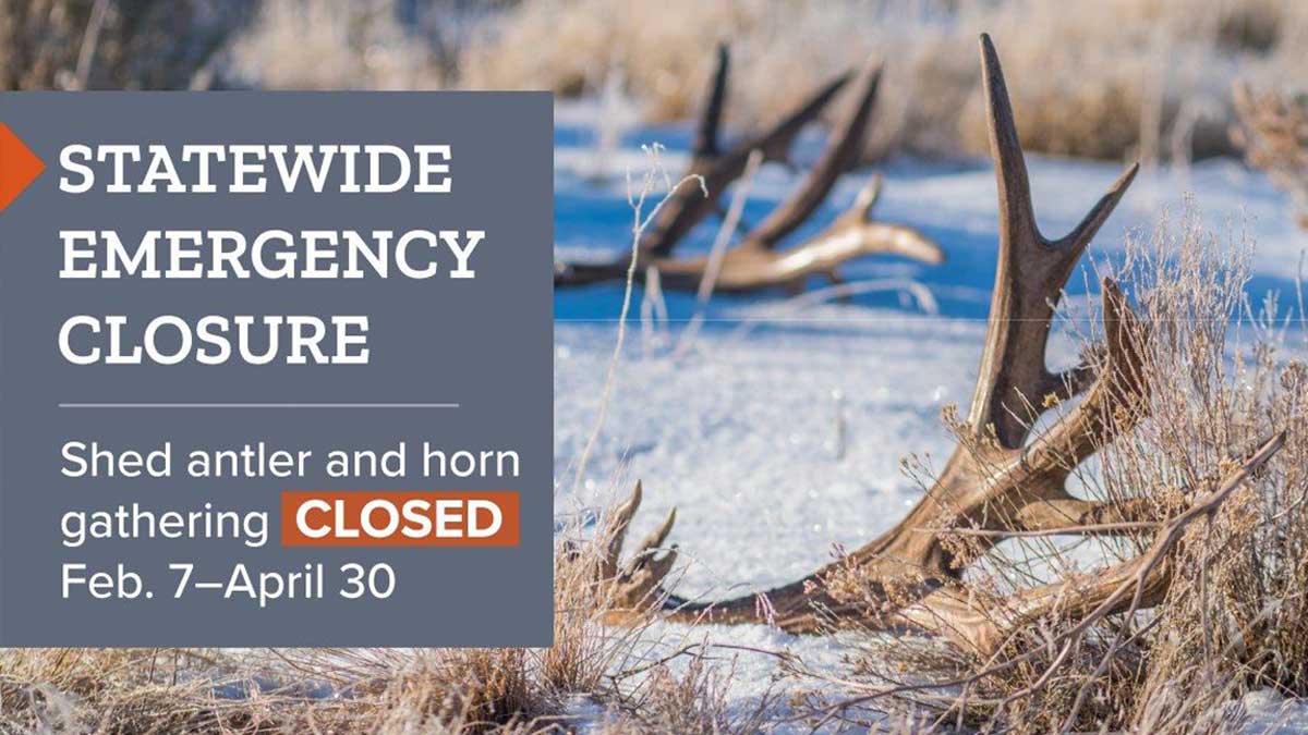 utah-implements-emergency-closure-to-shed-hunting-rocky-mountain-elk-foundation
