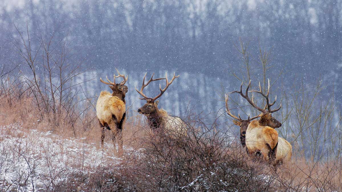 Application Period Opens for 2023 Kentucky Elk Hunt Rocky Mountain