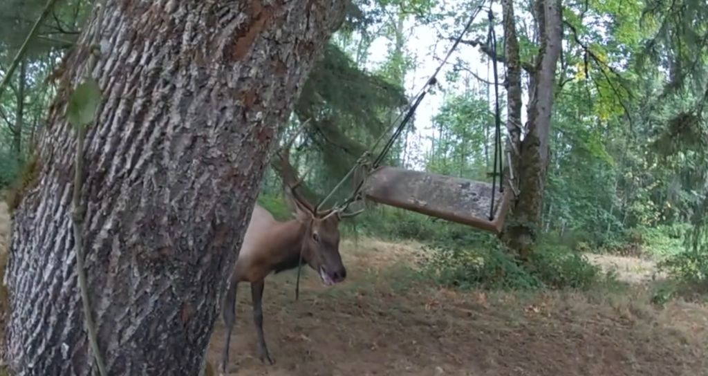 Entangled Bull Elk Rescued by Deputy Hunters | RMEF Media | Rocky ...