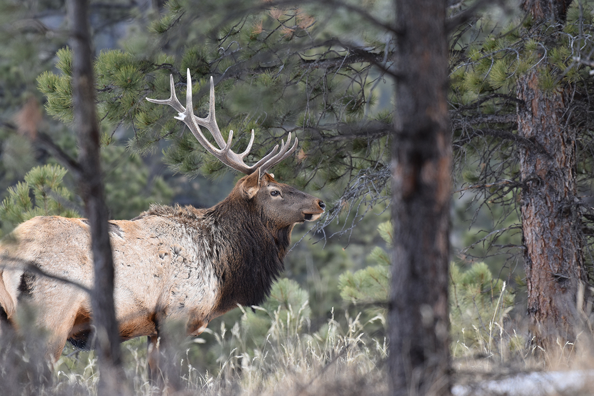 Colorado to Survey 6,000 Elk Hunters about OvertheCounter Elk License
