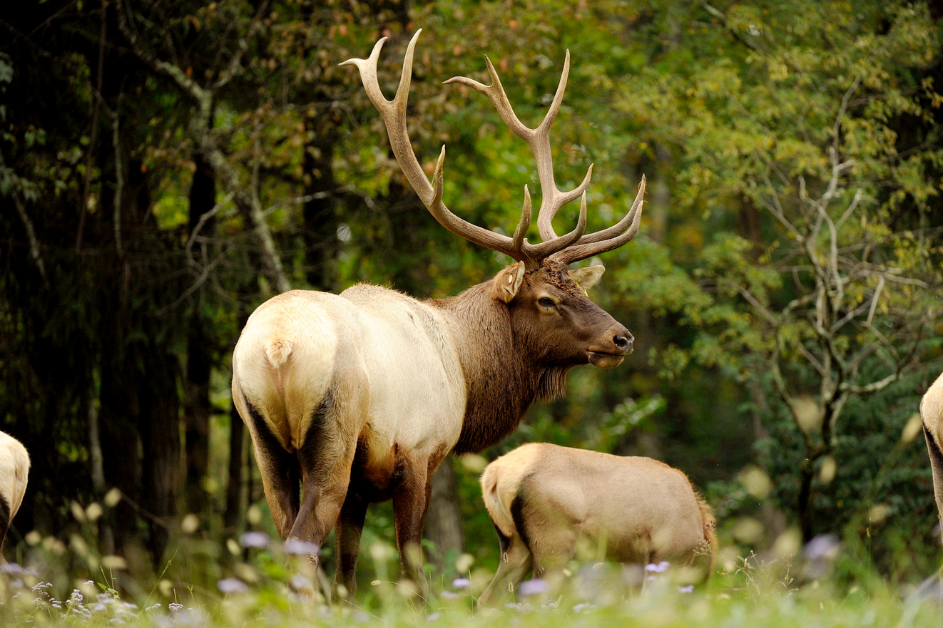West Virginia Mulls Expanding Its Elk Population Rocky Mountain Elk