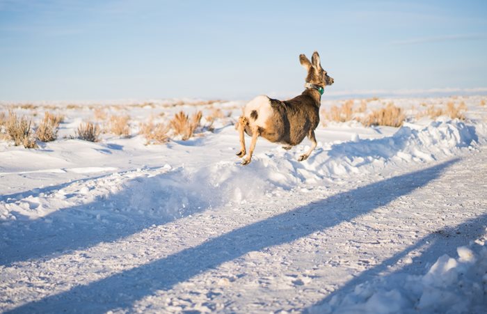 Harsh 2022-23 Winter Killed Off Two-Thirds of Wyoming Range Mule Deer ...