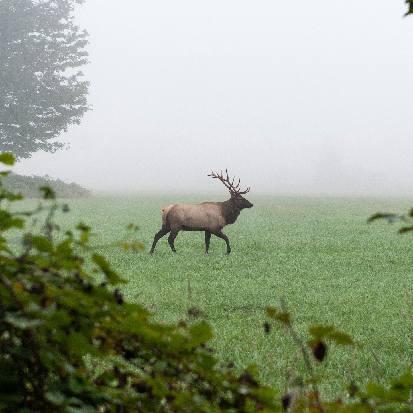 Washington Man Sentenced for Poaching Elk, Other Wildlife | RMEF Media ...