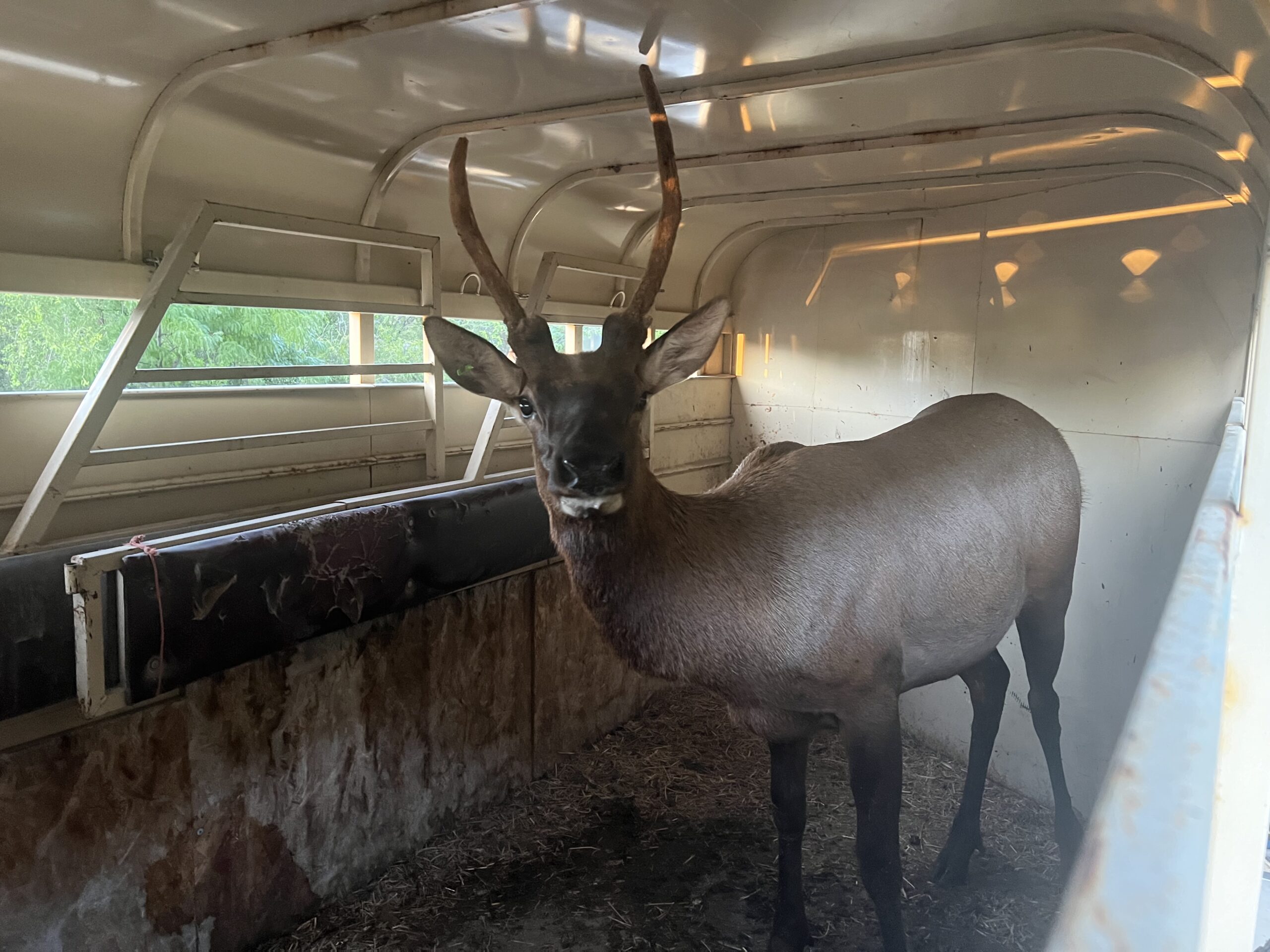 Young Bull Elk Relocated Out of Boise | RMEF Media | Rocky Mountain Elk ...