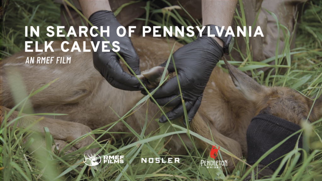 In Search of Pennsylvania Elk Calves - An RMEF Film | RMEF Media ...