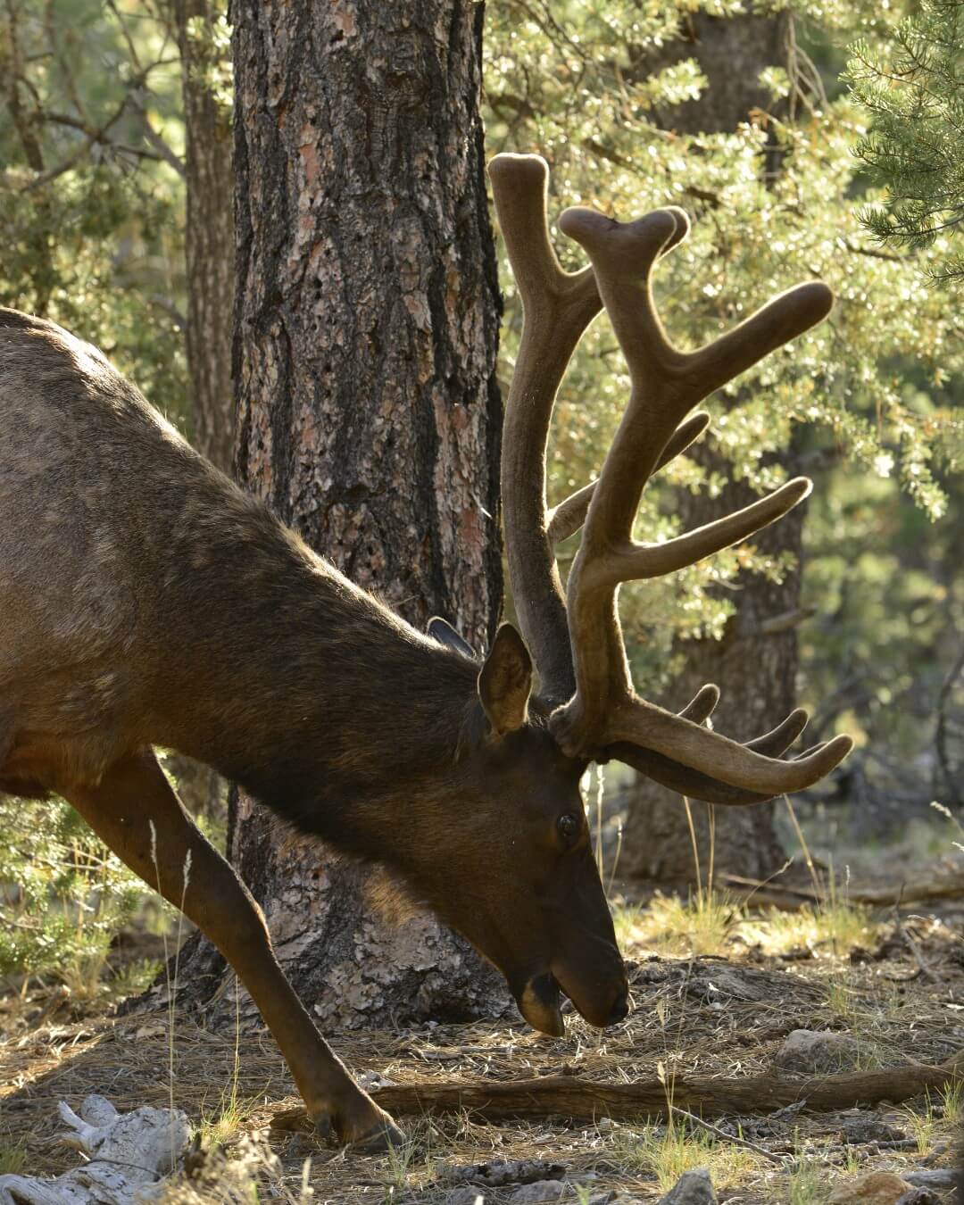 Register for Arizona Chronic Wasting Disease Workshop | RMEF Media ...