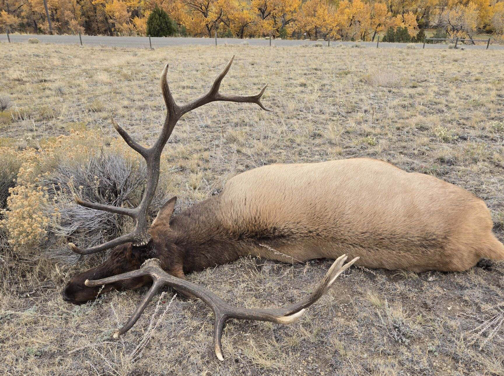 Wardens Seek Info about Bull Elk Killed in West-Central Montana | RMEF ...