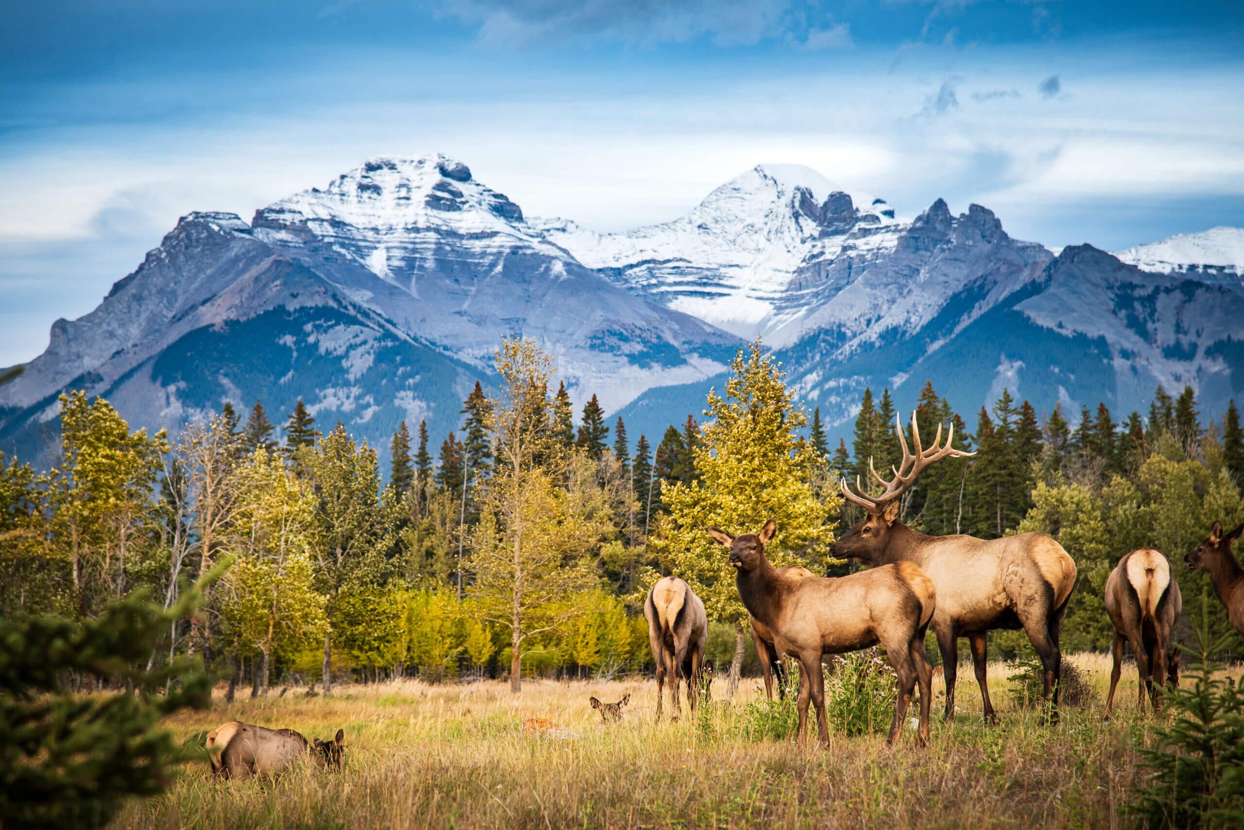 WMAs – In Wildlife We Trust | RMEF Media | Rocky Mountain Elk Foundation