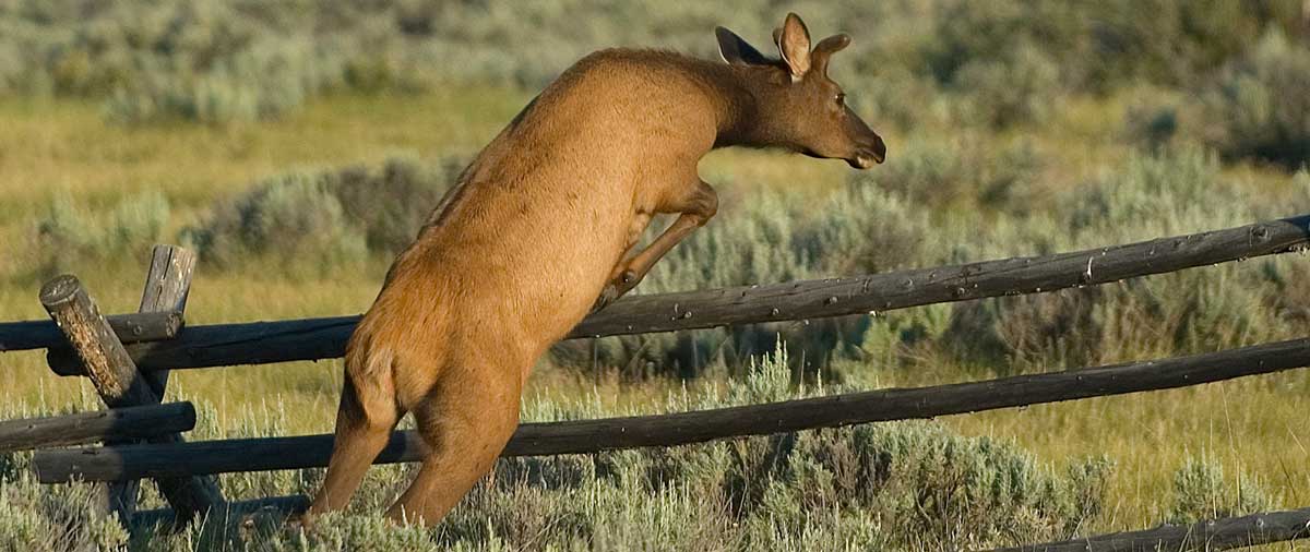 Five Ways to Get an Elk to Cross the Fence Rocky Mountain Elk Foundation